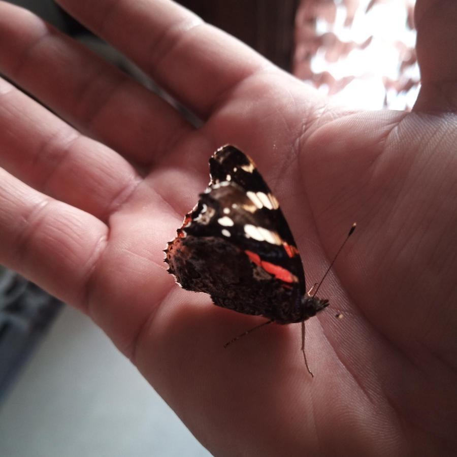 Le Piante Di Casa Samar Bed & Breakfast Castelguelfo Dış mekan fotoğraf